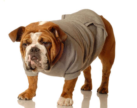 english bulldog wearing workout gear ready to start trainingの写真素材