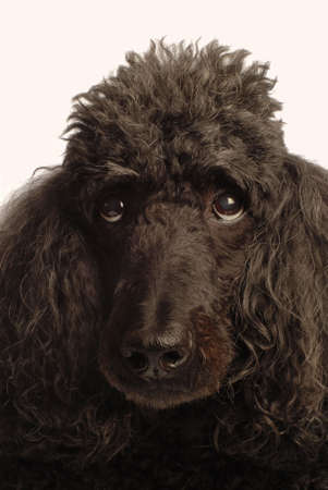 black standard poodle - senior dog champion bloodlinesの写真素材