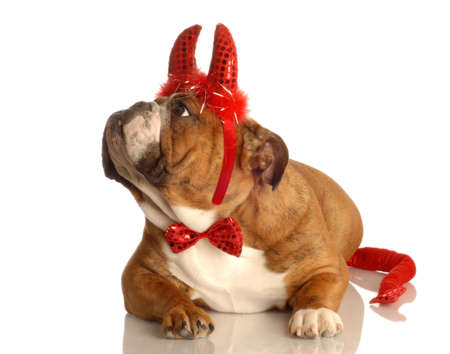 english bulldog dressed up as a red devilの写真素材