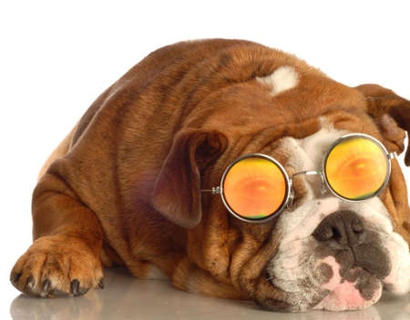 english bulldog wearing glasses with funny people eyesの写真素材