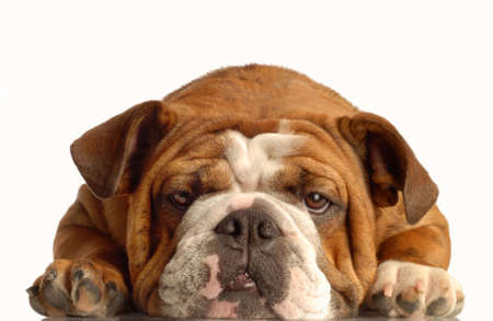 red brindle english bulldog lying down face on with silly expressionの写真素材