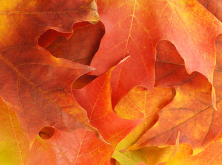 red and yellow decorative maple leafs fall background