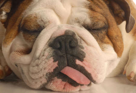  english bulldog sticking out tongue isolated on white backgroundの写真素材