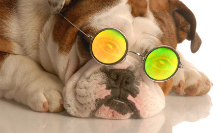 english bulldog wearing glasses with funny people eye glassesの写真素材