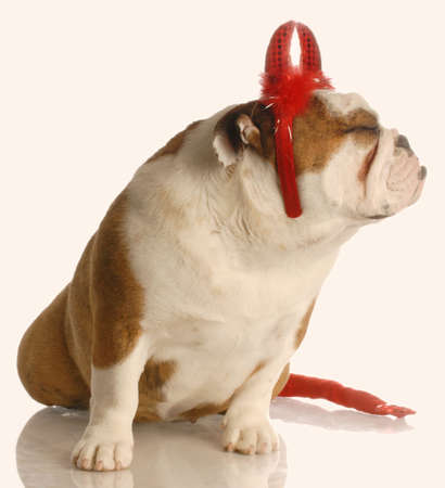 english bulldog dressed as devil making a funny faceの写真素材