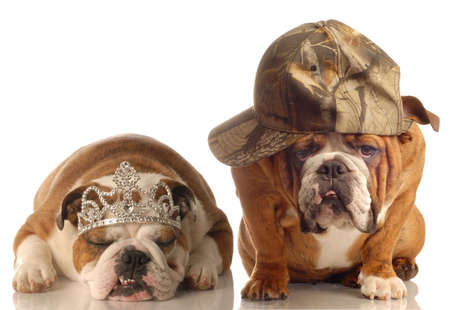 english bulldog couple - one wearing princess tiara the other wearing ballcapの写真素材