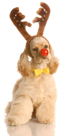 american cocker spaniel dressed up as rudolph the red nosed reindeerの写真素材