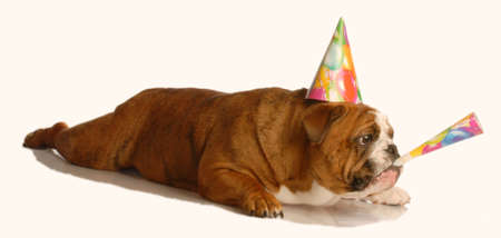 english bulldog wearing birthday hat and blowing on horn isolated on white backgroundの写真素材