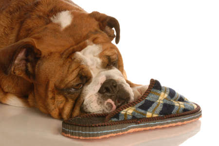 english bulldog resting with a favorite pair of slippersの写真素材