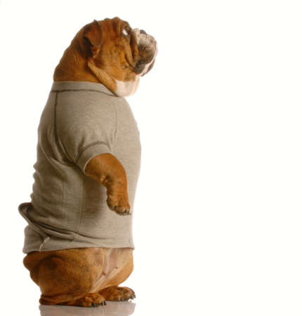 english bulldog standing up looking forward wearing grey flannel sweatsuitの写真素材