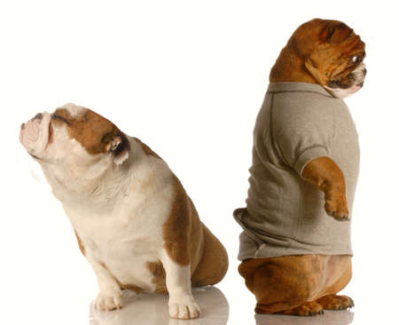 one english bulldog standing with his back to the other who is sitting with her nose up - as though in an argumentの写真素材