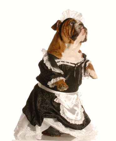 english bulldog dressed up as a maid isolated on a white backgroundの写真素材
