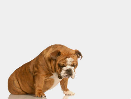sad dog sitting all alone isolated on white backgroundの写真素材
