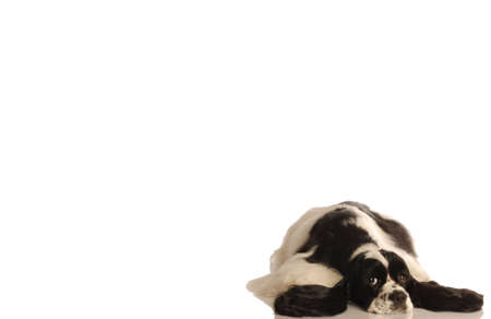 cocker spaniel laying down isolated on white background - room for copyspaceの写真素材