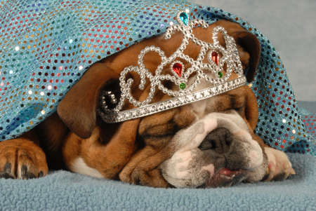 spoiled english bulldog wearing tiara sleeping under sparkling blue blanketの写真素材