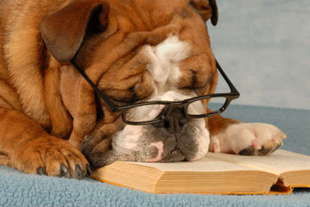 english bulldog wearing eyeglasses sleeping over a good novelの写真素材