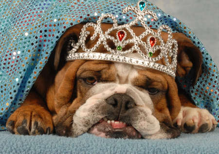 english bulldog wearing princess tiara peaking out from under blue blanketの写真素材
