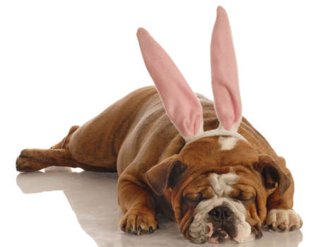 english bulldog wearing bunny ears isolated on whiteの写真素材