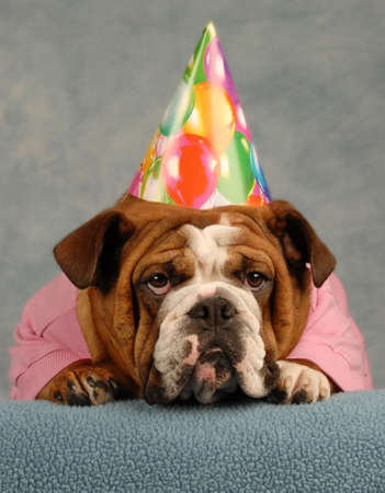 english bulldog dressed up pink sweater and birthday hatの写真素材