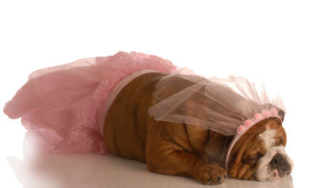 english bulldog dressed up as a ballerina in a pink tutuの写真素材