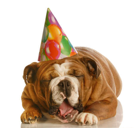 english bulldog wearing birthday hat yawning isolated on white backgroundの写真素材
