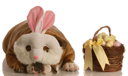 english bulldog dressed up as easter bunny with basket isolated on white backgroundの写真素材
