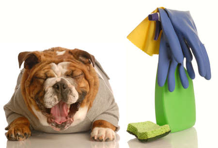 adorable bulldog sitting beside cleaning supplies laughing - concept of dog not being house trained

の写真素材