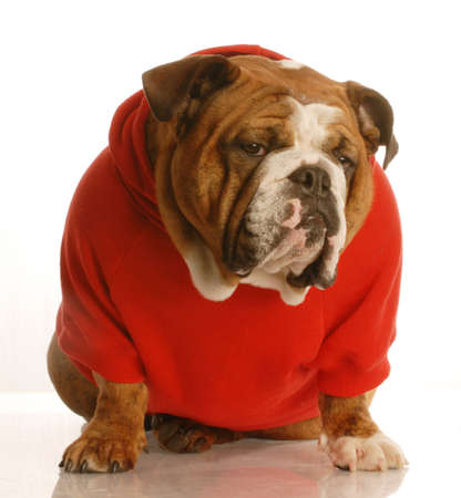 adorable english bulldog sitting wearing red sweater isolated on white backgroundの写真素材