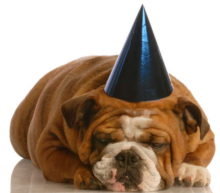 english bulldog wearing blue party hat on white backgroundの写真素材