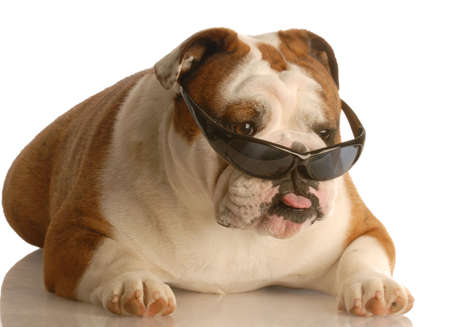 funny english bulldog wearing cool sunglasses with bad attitudeの写真素材