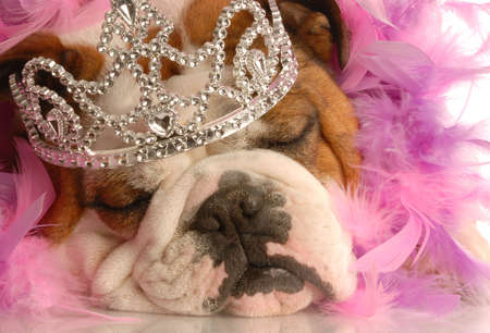 english bulldog with tiara and pink feather boaの写真素材