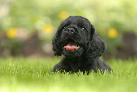 american cocker spaniel puppy laying in the grass with his tongue out panting - six weeks oldの写真素材