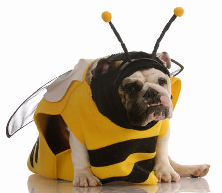 english bulldog dressed up as a bee on white background