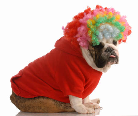 english bulldog dressed up as a clown の写真素材