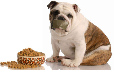 dog on a diet - english bulldog sitting beside full bowl of food with tape across mouthの写真素材