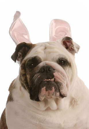 english bulldog wearing easter bunny ears on white backgroundの写真素材