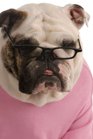 female english bulldog wearing reading glasses on white backgroundの写真素材
