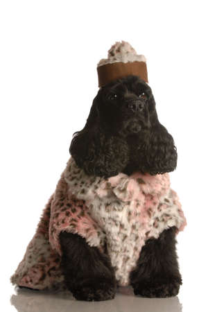 american cocker spaniel dressed up in fur coat and hatの写真素材