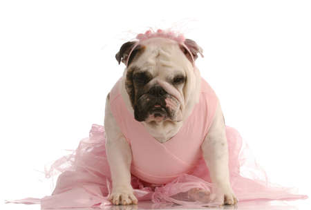 english bulldog in pink tutu on white backgroundの写真素材