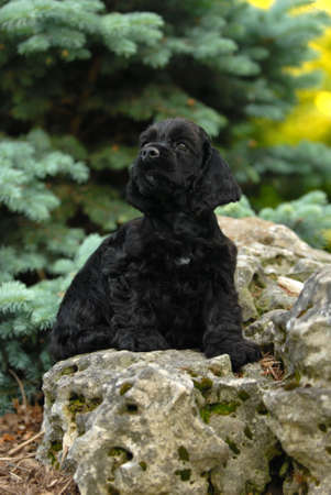 american cocker spaniel puppy sitting in the gardenの写真素材
