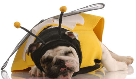 english bulldog with funny expression dressed up as a beeの写真素材