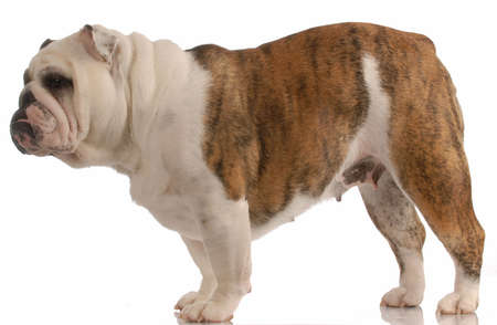 female english bulldog standing - championship bloodlines の写真素材