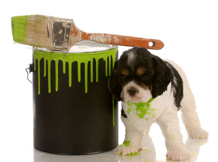 mischievous american cocker spaniel puppy with green paint canの写真素材