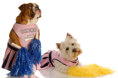 english bulldog and west highland white terrier dressed up as cheerleadersの写真素材