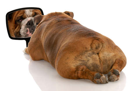 beauty is skin deep - english bulldog looking at herself in the mirrorの写真素材
