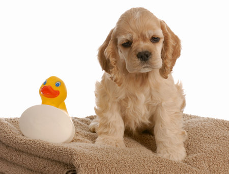 american cocker spaniel puppy ready for a bath

の写真素材