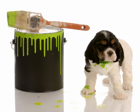 naughty puppy - cocker spaniel puppy with paint can and brushの写真素材