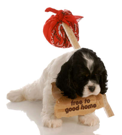 orphaned puppy - american cocker spaniel puppy looking for a new homeの写真素材