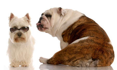 funny dog fight - english bulldog and west highland white terrierの写真素材