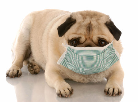 sick or contagious pug wearing a medical maskの写真素材